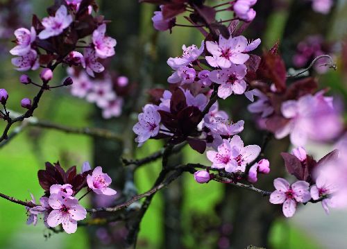 bildreich karten PK 537: bluetentag.