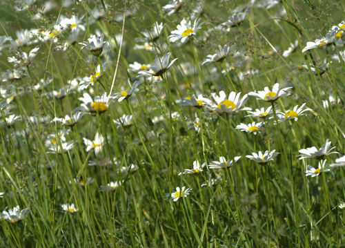 bildreich karten PK 615: margeriten.