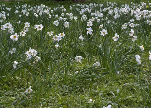 bildreich karten PK 711: narzissenmeer.