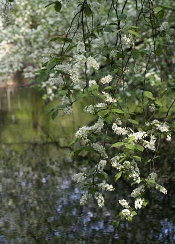 bildreich karten PK 714: fruehling im tiergarten.