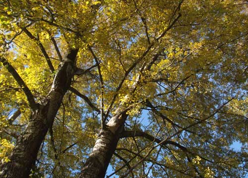 bildreich karten PK 737: goldenberg.