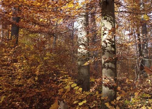 bildreich karten PK 739: spaetes licht.