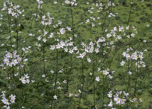 bildreich karten PK 788: elfengleich.