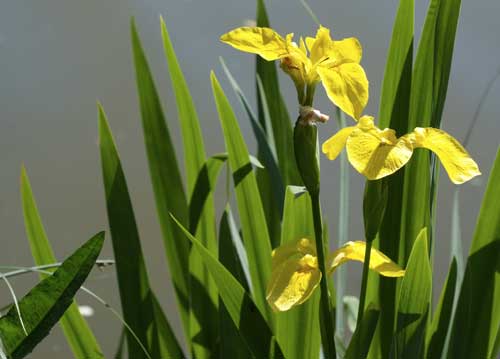 bildreich karten PK 794: tris d'iris.