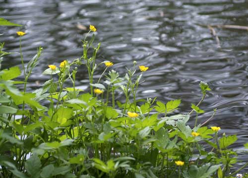 bildreich karten PK 795: am wasser.
