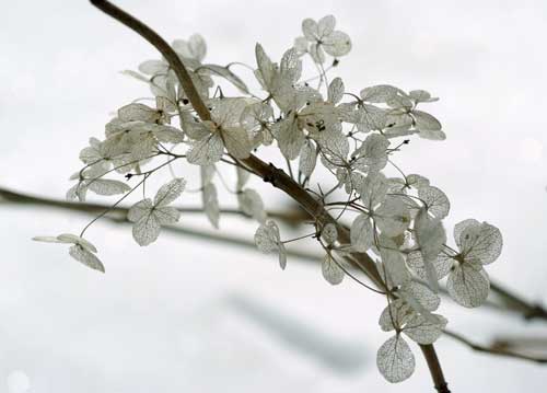bildreich karten PK 887: winterliche hortensie II.