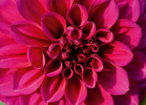 bildreich karten PK 909: dahlienherz.