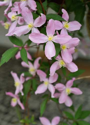 bildreich karten PK 919: in leichtigkeit.