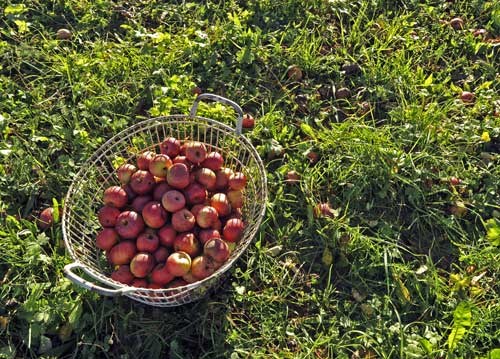 bildreich karten PK 958: saftaepfel.