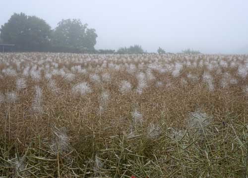 bildreich karten PK 963: nebelwunder.