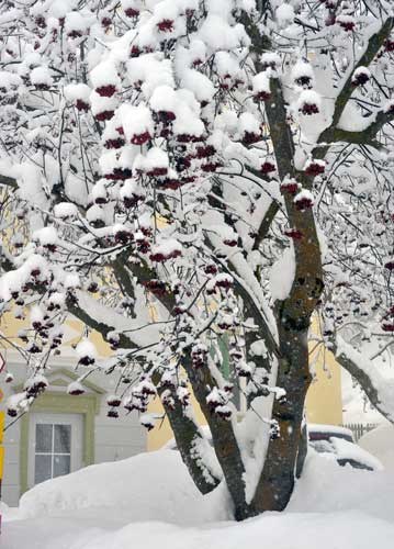 bildreich karten PK 970: eingeschneit.